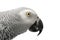 African gray parrot