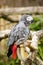 African gray parrot