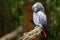 African gray parrot