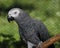 African Gray Parrot