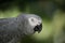 African Gray Parrot