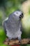 African Gray Parrot