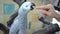 African gray parrot is caressed by a human hand like a friend.