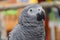 African gray parrot face