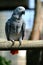 African Gray Parrot - Faruk Yalcin zoo in istanbul
