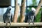 African Gray Parrot - Faruk Yalcin zoo in istanbul