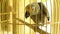 African gray parrot in a golden cage, African gray parrot sits in a cage, big beautiful parrot in a cage