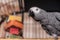 African gray parrot (Psittacus erithacus)