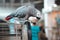 African Gray Parrot sits on cage and looks  down. Playful and affectionate bird able to talk.  loving and friendly social companio