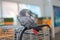 African Gray Parrot sits on cage and sleeps. Playful and affectionate bird able to talk. loving and friendly social companion bi