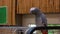 African gray parrot sitting on a big metal cage.