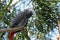 African gray parrot tropical bird