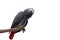 African gray parrot tropical bird isolated