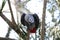 African gray parrot tropical bird looking curious