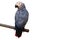 African Gray Perched on a branch, white background and clipping path