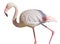 African Greater Flamingos