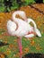 African Greater Flamingos