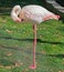 African Greater Flamingos