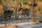 African Greater Kudu Herd