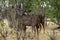 African Greater Kudu Herd