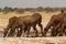 African Greater Kudu Herd Drinking at a waterhole