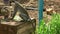 African green monkey or vervet Chlorocebus aethiops