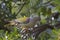 African Green Pigeon perched in tree
