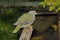 African Green Pigeon (Treron calva)