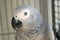 African grey Congo parrot