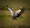 African Grey crown crane comes in for a soft landing in Kenya