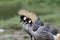 African Grey Crowned Crane Balearica regulorum showing their love by sticking together in open meadow field