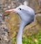 African Grey Heron Head in wildlife