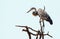 African Grey Heron perched at the top of a tree in South Luangwa National Park