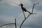 African grey hornbill Lophoceros nasutus tropical near passerine birds found in the Old World. Africa. Portrait with