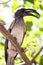 African Grey Hornbill - Okavango Delta - Moremi N.P.