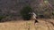 African Grey Hornbill, tockus nasutus, Male with a Grasshopper in its Beak, taking off, Tsavo park in Kenya,