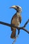 African Grey Hornbill, Tockus nasutus, portrait of grey and black bird with big yellow bill, sitting on the branch wit blue sky