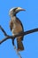 African Grey Hornbill, Tockus nasutus, portrait of grey and black bird with big yellow bill, sitting on the branch wit blue sky