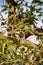 African Grey Hornbill Tockus nasutus Sitting on Bush, South Africa