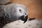 African grey parrot