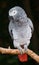 African Grey Parrot