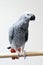 African grey parrot