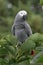 African Grey Parrot