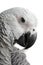 African Grey Parrot