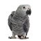 African Grey Parrot (3 months old)