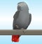 African Grey Parrot