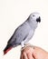 African grey parrot