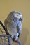 African Grey Parrot