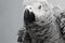 African Grey Parrot