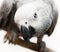 African Grey Parrot